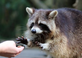 Wat als je nuttige dierenweetjes weet?