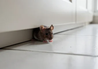 Muizen in je Vlaamse huurhuis? Zo pak je het efficiënt aan.